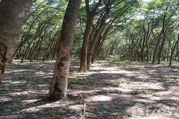 Land for sale in Nong Lalok, Rayong