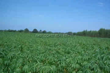 Land for sale in Nong Pla Lai, Chonburi