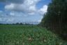 Land for sale in Nong Pla Lai, Chonburi