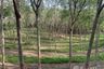 Land for sale in Choeng Thale, Phuket