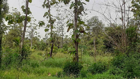 Land for sale in Wang Lum, Phichit