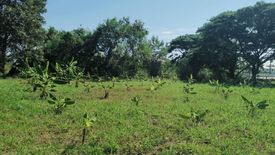 Land for sale in Nong Chom, Chiang Mai