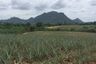 Land for sale in Nong Phlap, Prachuap Khiri Khan
