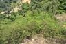 Land for sale in Maret, Surat Thani