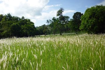 Land for sale in Taling Ngam, Surat Thani