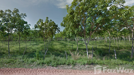 Land for sale in Dom, Surin