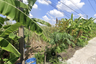 Land for sale in Ban Mai, Pathum Thani