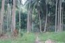 Land for sale in Mae Nam, Surat Thani