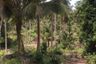 Land for sale in Mae Nam, Surat Thani