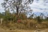 Land for sale in Charoen Sin, Sakon Nakhon
