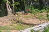 Land for sale in Lipa Noi, Surat Thani