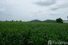 Land for sale in Nong Pling, Kanchanaburi