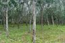 Land for sale in Khuan Phang, Nakhon Si Thammarat