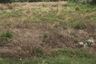 Land for sale in Maroeng, Nakhon Ratchasima