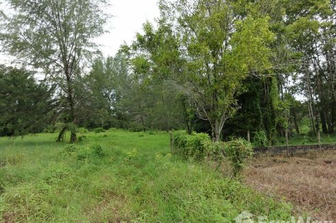 Land for sale in Bang Muang, Phang Nga