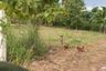 Land for sale in Wang Thong, Phitsanulok
