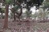 Land for sale in Wang Krachae, Trat