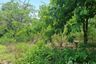 Land for sale in Don Khoi, Nakhon Pathom