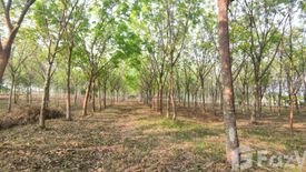 Land for sale in Na Mafueang, Nong Bua Lamphu