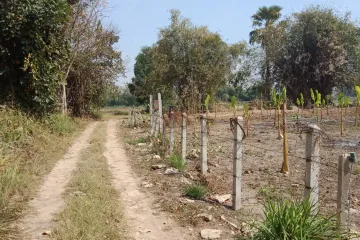Land for sale in Ban Du, Chiang Rai