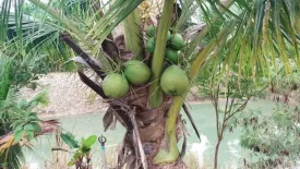 Land for sale in Sai Khao, Chanthaburi