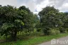 Land for sale in Mae Puem, Phayao