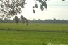 Land for sale in Bang Khanak, Chachoengsao