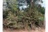 Land for sale in Rai Noi, Ubon Ratchathani