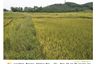 Land for sale in Ngio, Chiang Rai