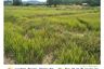 Land for sale in Ngio, Chiang Rai
