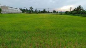 Land for sale in Sam Yaek, Yasothon