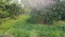 Land for sale in Wang Kai Thuean, Chainat