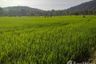 Land for sale in Phanom Rok, Nakhon Sawan