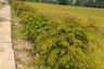 Land for sale in Phanom Rok, Nakhon Sawan