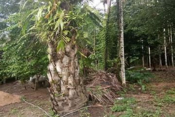 Land for sale in Rommani, Phang Nga