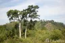 Land for sale in Ko Kho Khao, Phang Nga