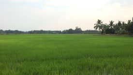 Land for sale in Song Tham, Kamphaeng Phet