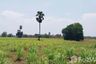 Land for sale in Noen Kham, Chainat