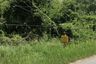 Land for sale in Sung Noen, Nakhon Ratchasima