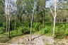 Land for sale in Manang Tayo, Narathiwat