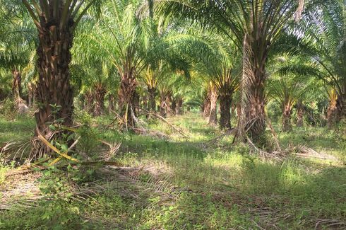 Land for sale in Nong Kathao, Phitsanulok