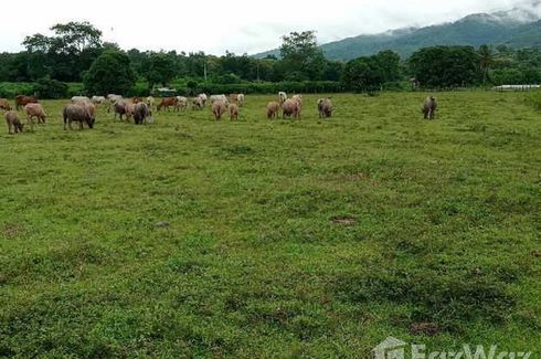 Land for sale in Thung Chang, Nan