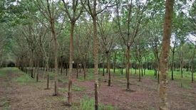 Land for sale in Nam Chan, Bueng Kan