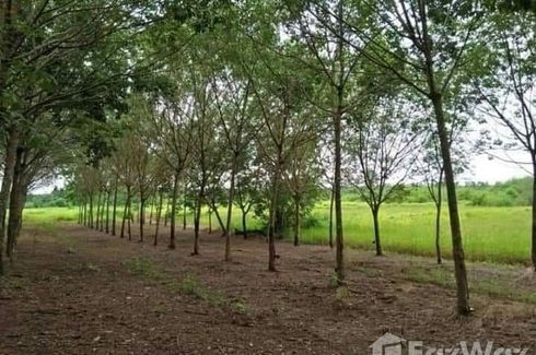 Land for sale in Nam Chan, Bueng Kan