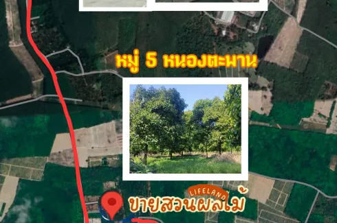 Land for sale in Nong Taphan, Rayong