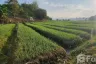 Land for sale in Chiang Dao, Chiang Mai