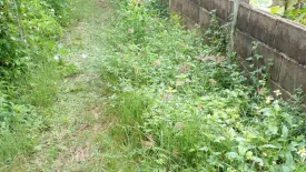 Land for sale in San Sai, Chiang Mai