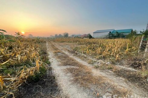 Land for sale in Wiang, Chiang Mai