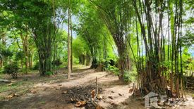 Land for sale in Don Thong, Phitsanulok