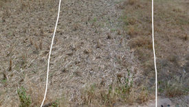 Land for sale in Nong Kom Ko, Nong Khai